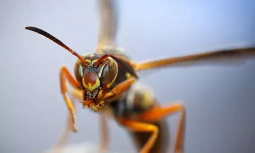 കടന്നൽ ആക്രമണം: 14 വിദ്യാർഥികൾക്ക് പരിക്ക്