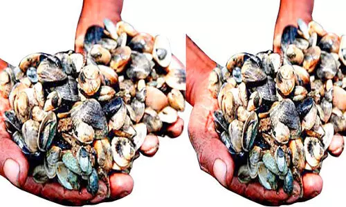 മലിനീകരണം;  കായലില്‍ കക്ക ക്ഷാമം, മ​റ്റ് ഉ​പ​ജീ​വ​ന മാ​ർ​ഗം തേ​ടി തൊ​ഴി​ലാ​ളി​ക​ൾ