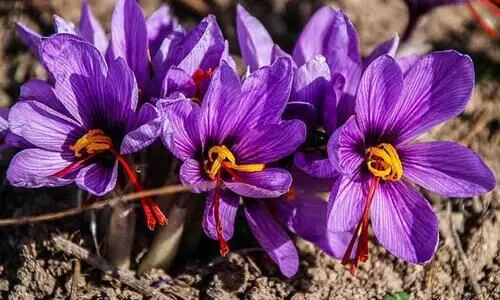 saffron cultivation