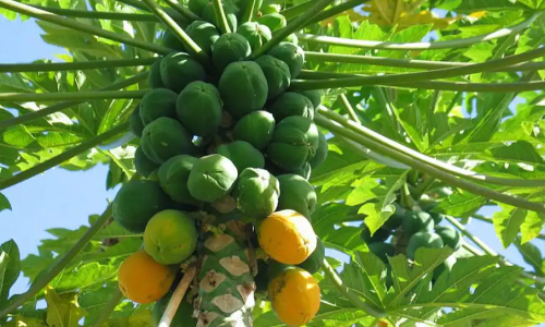 പ​പ്പാ​യ പ​റി​ക്കു​ന്ന​തി​നെ ചൊ​ല്ലി​ തർക്കം: അമ്മായിയമ്മയെ മരുമകൾ വെട്ടി