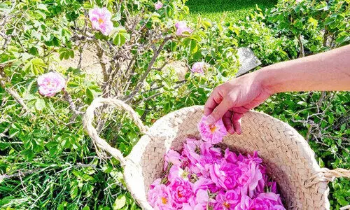 പ​നി​നീ​ർ​പ്പൂ വ​സ​ന്തം വി​രി​യി​ക്കാ​നൊ​രു​ങ്ങി ത്വാ​ഇ​ഫ്​