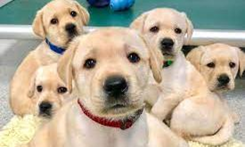 ദത്ത്​ വിവാദത്തിനിടെ വ്യത്യസ്തമാർന്ന ദത്തെടുക്കൽ പദ്ധതിയുമായി ബൗ..ബൗ..ഫെസ്റ്റ്