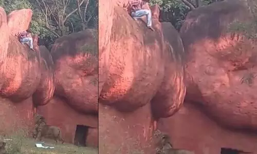 Man rescued from lion enclosure at Hyderabad zoo