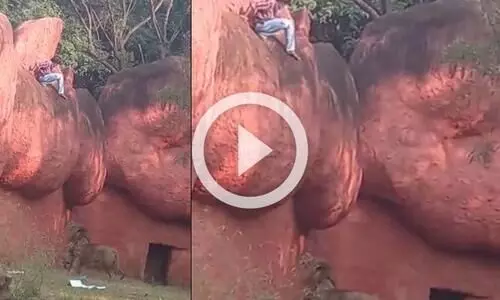 മൃഗശാലയിൽ സിംഹത്തിന്​ മുന്നിൽ അക​പ്പെട്ട് യുവാവ്; രക്ഷക്കെത്തി ജീവനക്കാർ