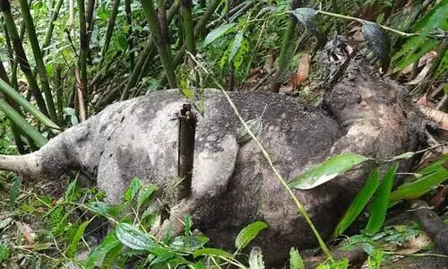 കാട്ടുപോത്ത് പാറക്കെട്ടില് നിന്ന് വീണ് ചത്ത നിലയിൽ കാട്ടുപോത്ത് പാറക്കെട്ടില് നിന്ന് വീണ് ചത്ത നിലയിൽ