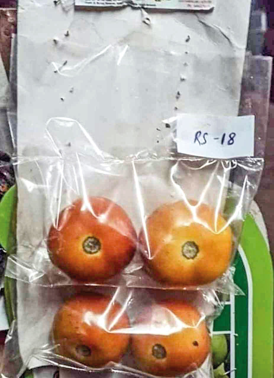 വില കൂടുമ്പോള് തക്കാളിക്കും താരപരിവേഷം... വില കൂടുമ്പോള് തക്കാളിക്കും താരപരിവേഷം...