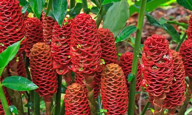 എന്താണ് കോലിഞ്ചി അഥവാ ഷാംപൂ ജിഞ്ചർ