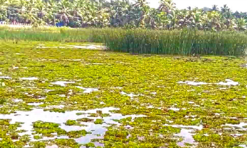പട്ടുവം പുഴയിലും ദുരിതം വിതച്ച്​ ആഫ്രിക്കൻ പായൽ