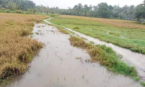തരിശ്ശ് നിലത്തിൽ പൊന്നുവിളയിച്ചിട്ടും നെല്ല്​ കൊയ്യാനാകാതെ കർഷകർ