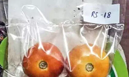 വി​ല കൂ​ടു​മ്പോ​ള്‍ ത​ക്കാ​ളി​ക്കും  താരപരിവേഷം...