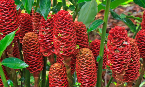 എന്താണ് കോലിഞ്ചി അഥവാ ഷാംപൂ ജിഞ്ചർ