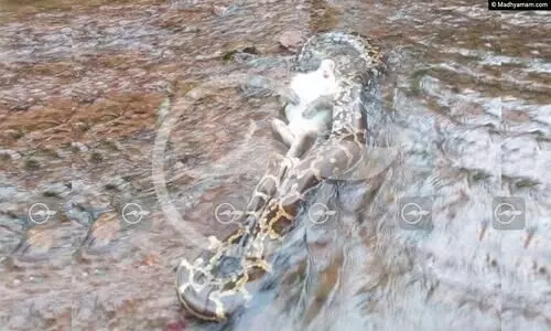 കുരങ്ങിനെ പിടികൂടിയ പെരുമ്പാമ്പ്​ പകുതി വായിലാക്കി; വിഴുങ്ങാനാവാതെ കുടുങ്ങി