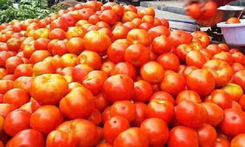 തക്കാളി വില വീണ്ടും കുതിക്കുന്നു