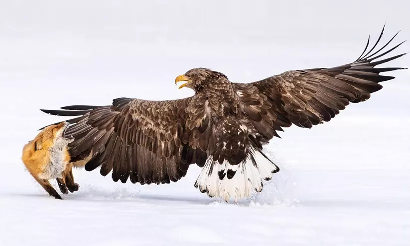 കുവൈത്തി ഫോ​േട്ടാഗ്രാഫർക്ക്​ വൈൽഡ്​ലൈഫ്​ ഫോ​േട്ടാഗ്രഫി പുരസ്​കാരം