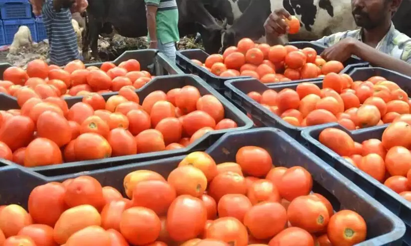 പച്ചക്കറിവില നിയന്ത്രിക്കാൻ സർക്കാർ നടപടി; 50 രൂപക്ക് തക്കാളി വണ്ടികൾ നിരത്തിൽ പച്ചക്കറിവില നിയന്ത്രിക്കാൻ സർക്കാർ നടപടി; 50 രൂപക്ക് തക്കാളി വണ്ടികൾ നിരത്തിൽ