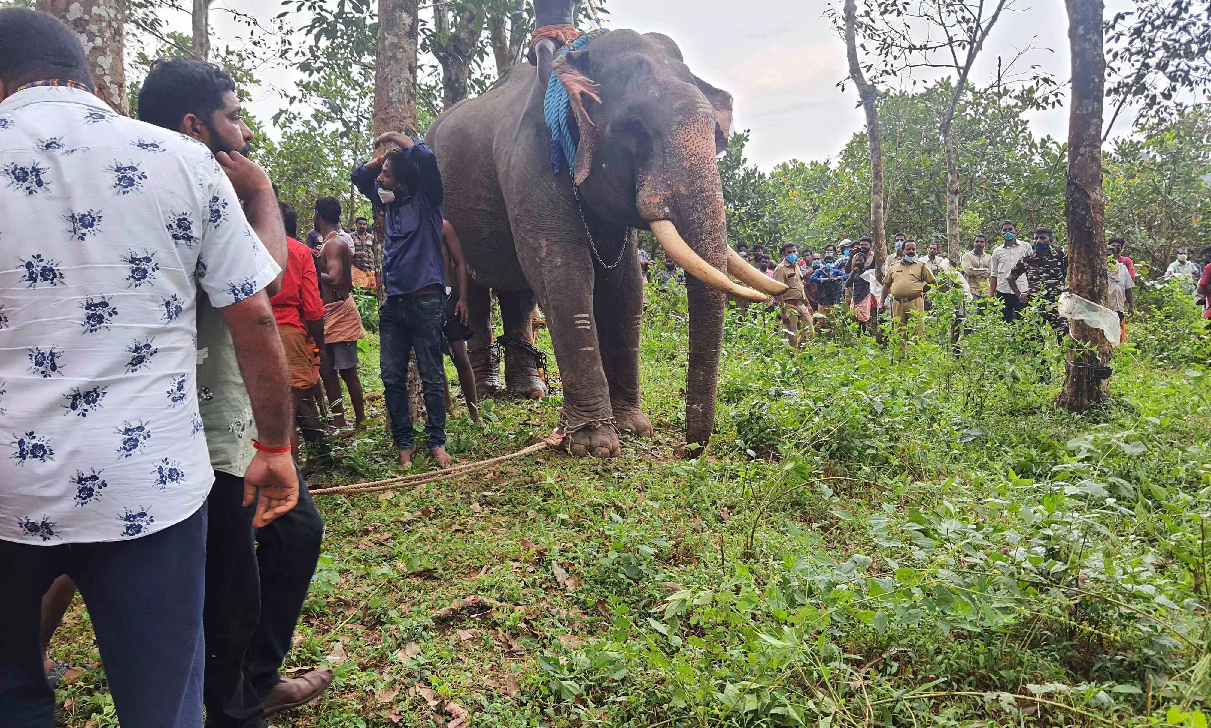 വിരണ്ടോടിയ ആന എം.സി റോഡിലെ ഗതാഗതം തടസ്സപ്പെടുത്തി