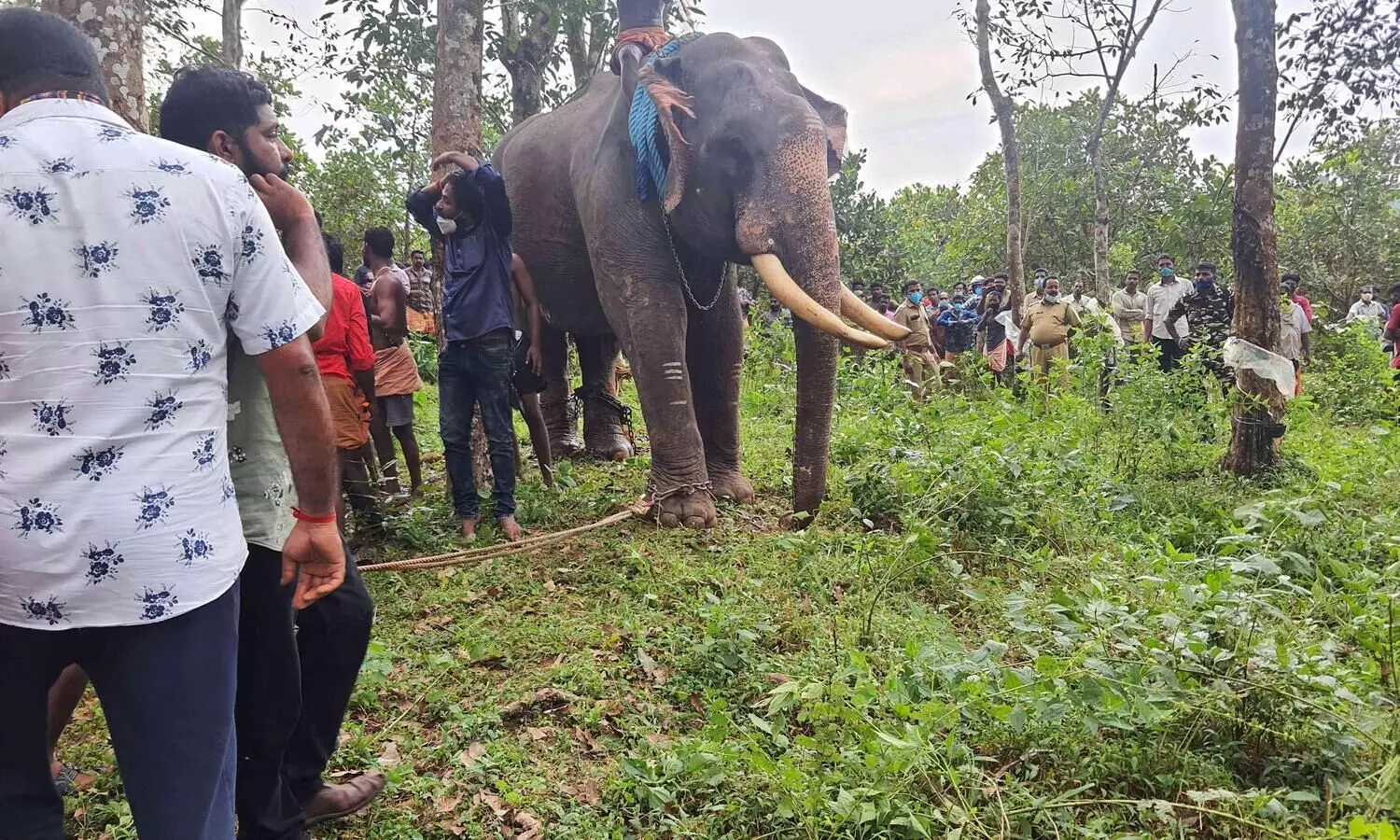 വിരണ്ടോടിയ ആന എം.സി റോഡിലെ ഗതാഗതം തടസ്സപ്പെടുത്തി