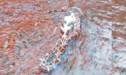 കുരങ്ങനെ പിടികൂടി പെരുമ്പാമ്പ്