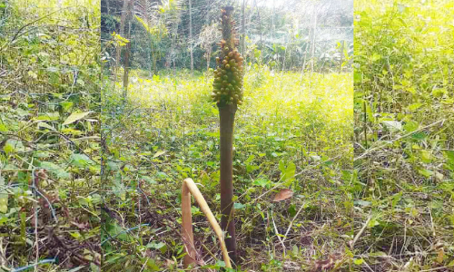 നട്ടത് ചേന, കിളിർത്തത് അടയ്ക്ക