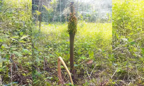 നട്ടത് ചേന, കിളിർത്തത് അടയ്ക്ക