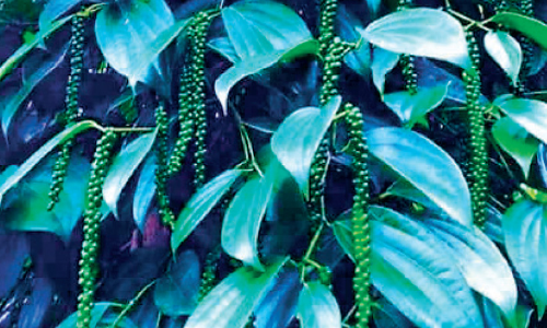 vijay pepper vijay pepper