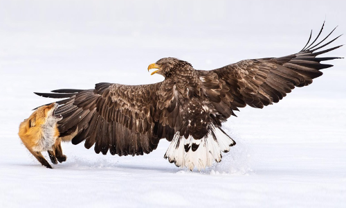 കുവൈത്തി ഫോ​േട്ടാഗ്രാഫർക്ക്​ വൈൽഡ്​ലൈഫ്​ ഫോ​േട്ടാഗ്രഫി പുരസ്​കാരം