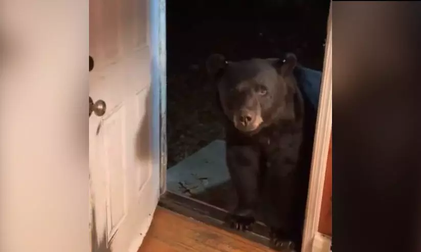 bear viral video bear viral video