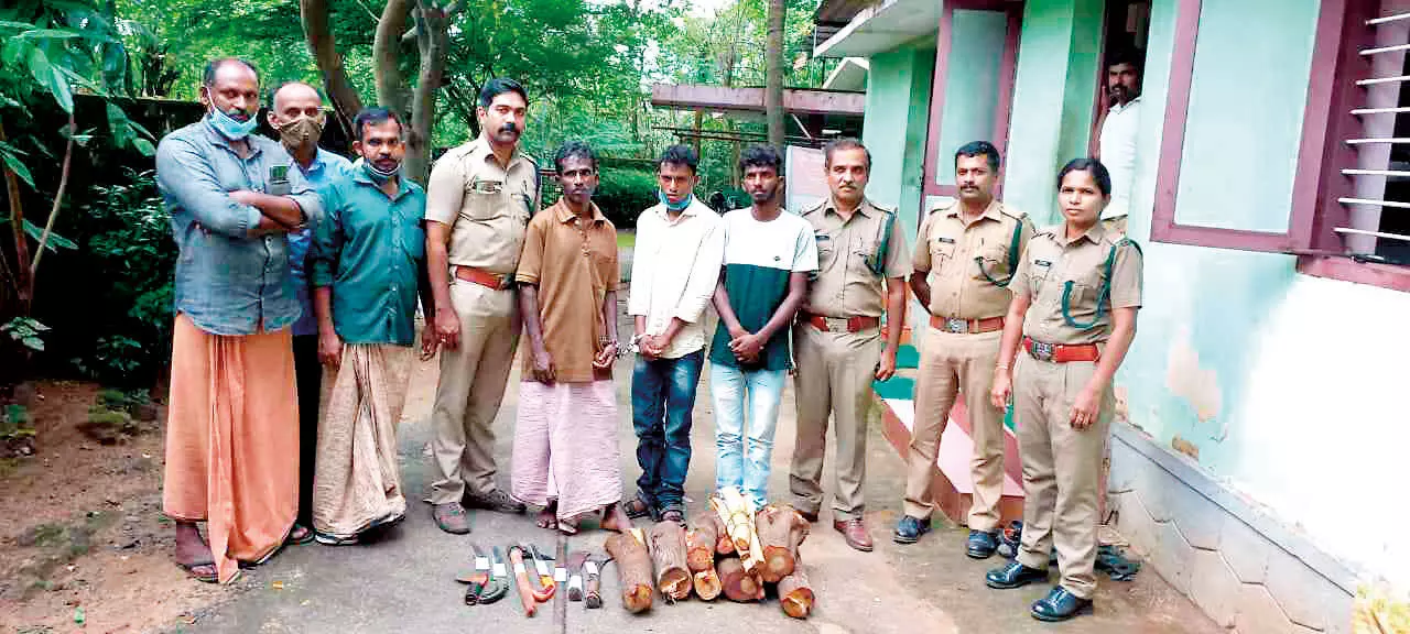Three arrested for trying to cut sandalwood