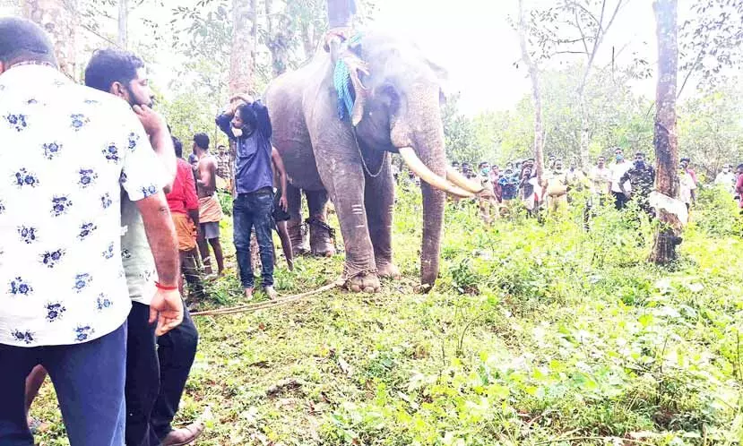 എ​ഴു​ന്ന​ള്ളി​ക്കാ​ൻ കൊ​ണ്ടു​വ​ന്ന ആന വിരണ്ടോടി; ഗതാഗതം സ്​തംഭിച്ചു