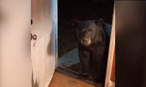 bear viral video