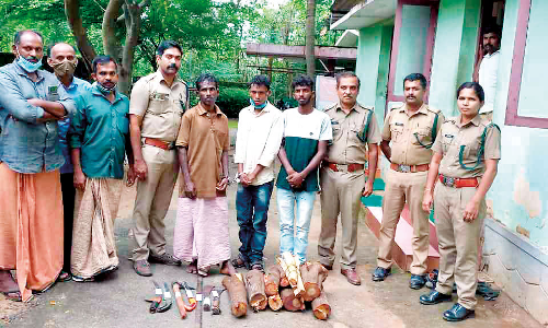 Three arrested for trying to cut sandalwood