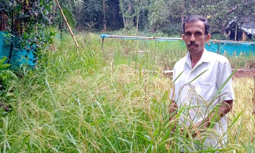 വിത്തെടുത്തു കുത്തിയില്ല; സത്യനാരായണൻ കാത്തു​െവച്ചത്​ 650 വിത്തിനങ്ങൾ