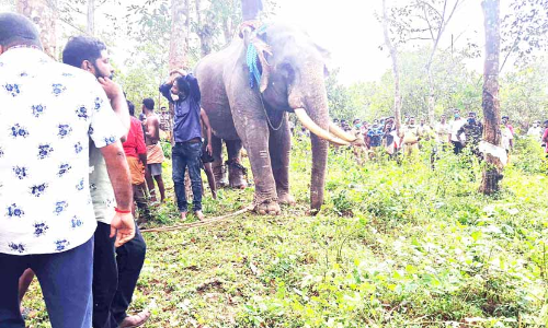 എ​ഴു​ന്ന​ള്ളി​ക്കാ​ൻ കൊ​ണ്ടു​വ​ന്ന ആന വിരണ്ടോടി; ഗതാഗതം സ്​തംഭിച്ചു