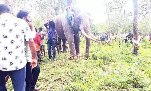 എ​ഴു​ന്ന​ള്ളി​ക്കാ​ൻ കൊ​ണ്ടു​വ​ന്ന ആന വിരണ്ടോടി; ഗതാഗതം സ്​തംഭിച്ചു