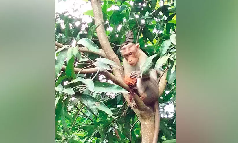 കാടിറങ്ങുന്ന വന്യജീവികൾ തലവേദനയാകുന്നു