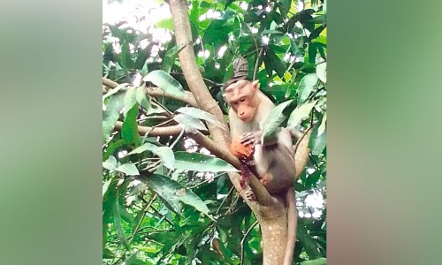 കാടിറങ്ങുന്ന വന്യജീവികൾ തലവേദനയാകുന്നു