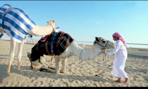 അ​സാ​ധാ​ര​ണ ഒ​ട്ട​ക​പ്രേ​മം:  ഒ​ട്ട​കപ്പ​ന്ത​യ മെ​ഡ​ൽ   സ്വ​പ്​​നം​ക​ണ്ട്​ സൗ​ദി ബാ​ല​ൻ