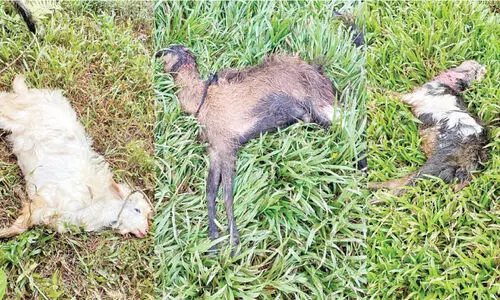 തെ​രു​വ് നാ​യ്ക്ക​ൾ ആ​ടു​ക​ളെ കൊ​ന്നു