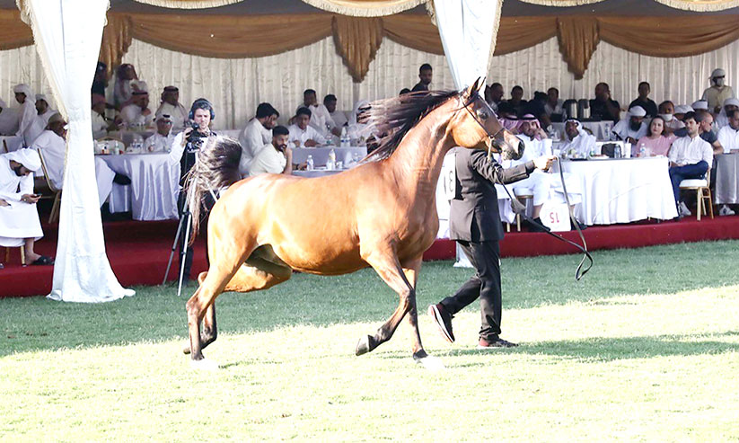 അജ്മാൻ അറേബ്യൻ കുതിര ലേലത്തിന് മികച്ച പ്രതികരണം അജ്മാൻ അറേബ്യൻ കുതിര ലേലത്തിന് മികച്ച പ്രതികരണം
