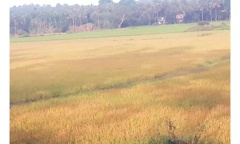 പ​ന​മ​ര​ത്ത്​ നെ​ൽ​കൃ​ഷി ന​ശി​ക്കു​ന്നു; ല​ക്ഷ​ങ്ങ​ളു​ടെ ന​ഷ്​​ടം