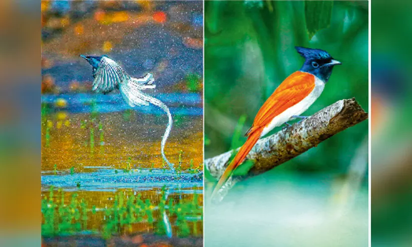 അഴകായി പറുദീസ പറവകൾ