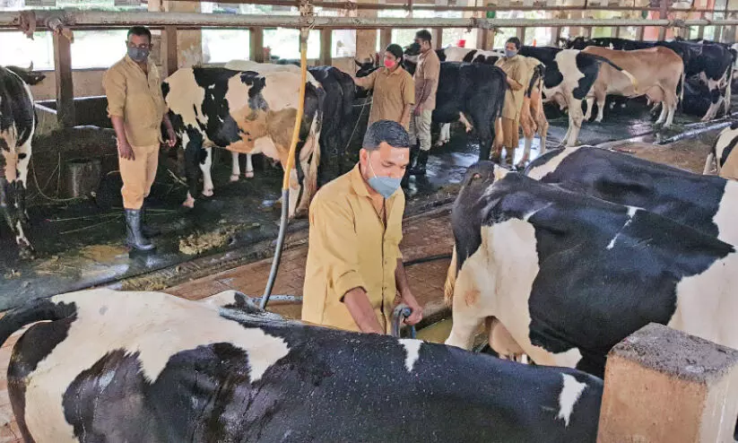 25 ലിറ്റർ വരെ പാൽ, തൂക്കം 400 കിലോ; സങ്കരൻ ഫ്രീസ്വാൾതന്നെ താരം 25 ലിറ്റർ വരെ പാൽ, തൂക്കം 400 കിലോ; സങ്കരൻ ഫ്രീസ്വാൾതന്നെ താരം