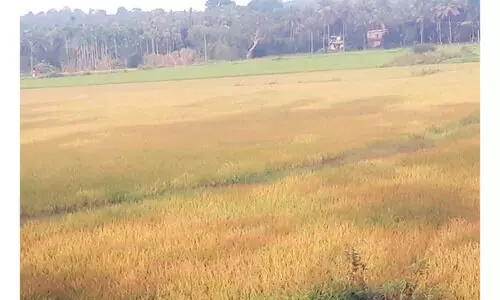 പ​ന​മ​ര​ത്ത്​ നെ​ൽ​കൃ​ഷി ന​ശി​ക്കു​ന്നു; ല​ക്ഷ​ങ്ങ​ളു​ടെ ന​ഷ്​​ടം