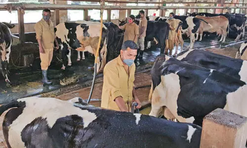 ചാണകവും ഗോമൂത്രവും വ്യാവസായികാടിസ്ഥാനത്തിൽ വിൽക്കാൻ നീതി ആയോഗ്​; ഗോശാല സമ്പദ്​വ്യവസ്ഥ വരുന്നു