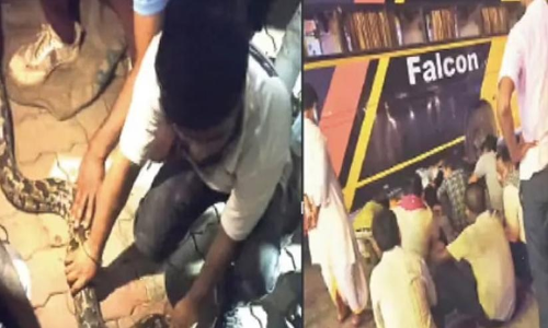 14 feet python travels secretly with passengers in private bus