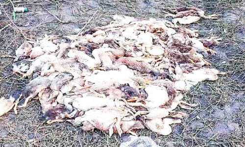 താറാവുകള്‍ ചത്തൊടുങ്ങുന്നു;  പക്ഷിപ്പനിയെന്ന് ആശങ്ക