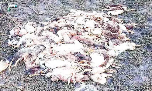 താറാവുകള്‍ ചത്തൊടുങ്ങുന്നു;  പക്ഷിപ്പനിയെന്ന് ആശങ്ക