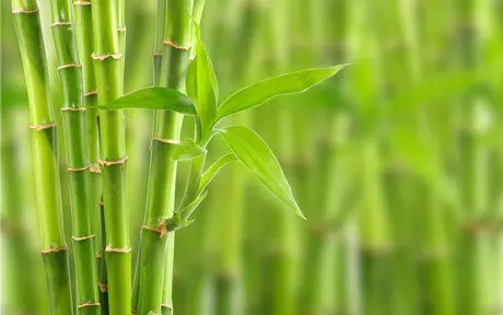 വരുമാനത്തിന് മുളകൃഷി വരുമാനത്തിന് മുളകൃഷി