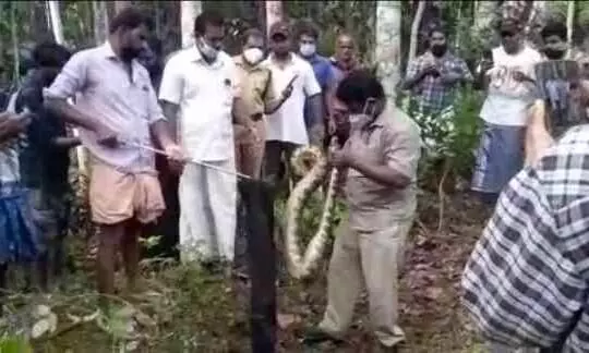 തോട് വഴി‍യെത്തിയ പെരുമ്പാമ്പിനെ പിടികൂടി; കുടുംബശ്രീക്കാര്‍ കോഴിയെ നൽകി