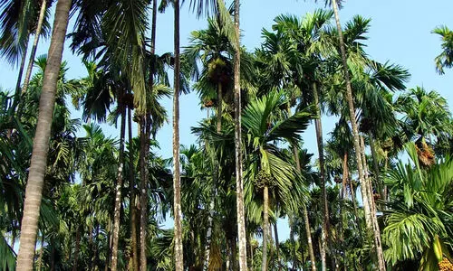 കമുകിന്​ മഹാളി രോഗം പടരുന്നു പ്രതിസന്ധിയിൽ കർഷകർ